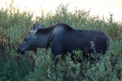A Moose Calf near Big Springs