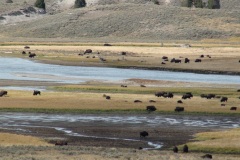 Yellowstone Bison Herd