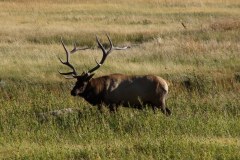 Yellowstone Elk in Fall
