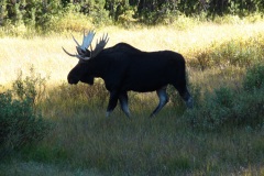 Island Park Moose are plenty