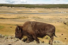 Yellowstone Bison