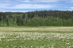 Beautiful meadows abound