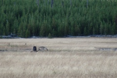 Yellowstone Wolves